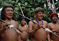 Huaorani Tribe Spears